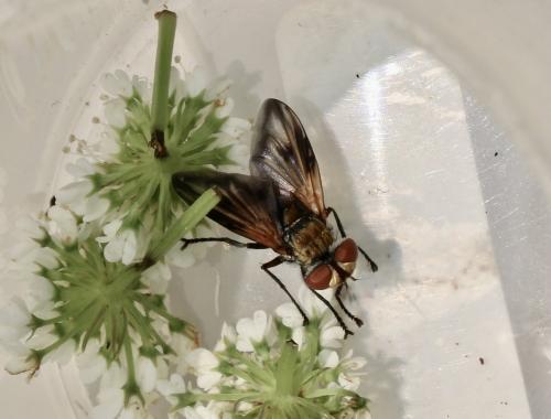 Ectophasia oblonga